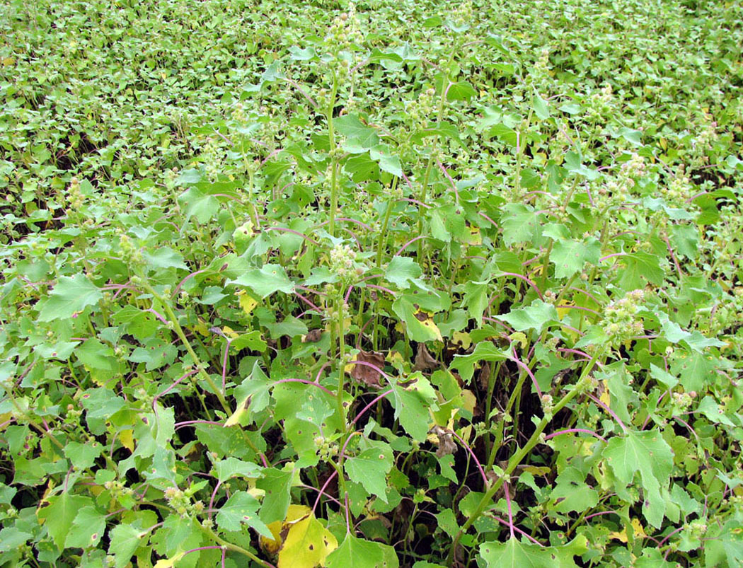 Image of Xanthium orientale specimen.