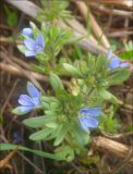 Veronica triphyllos