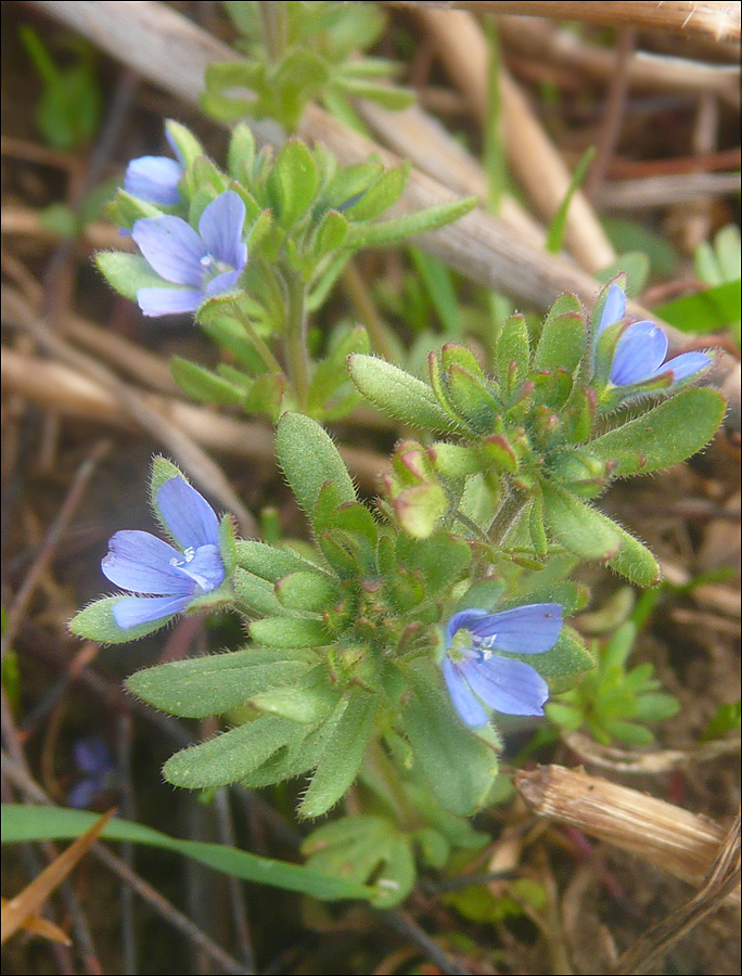 Image of Veronica triphyllos specimen.