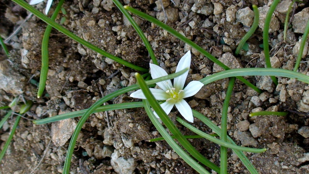 Изображение особи Ornithogalum sigmoideum.