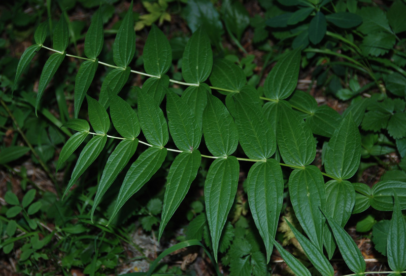 Изображение особи Gentiana asclepiadea.