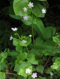 Claytonia sibirica