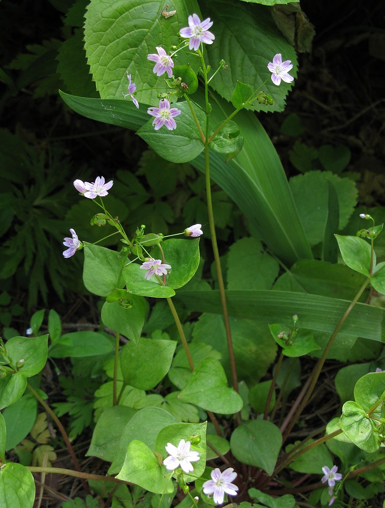 Image of Claytonia sibirica specimen.