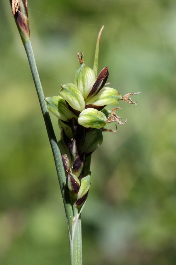 Изображение особи Carex panicea.