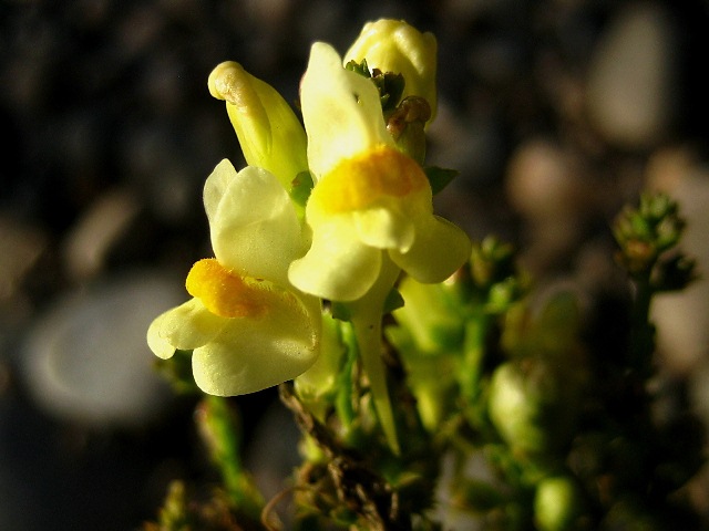 Image of Linaria acutiloba specimen.