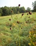 Sanguisorba officinalis. Верхушка цветущего растения. Курская обл., Железногорский р-н, берег р. Свапа, окр. ур. Колпинская дача. 16 августа 2007 г.