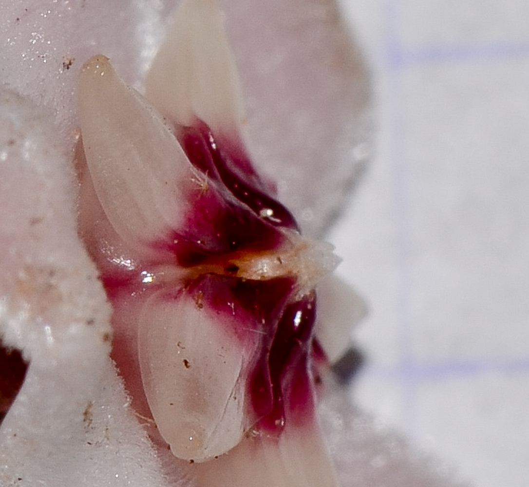 Image of Hoya carnosa specimen.