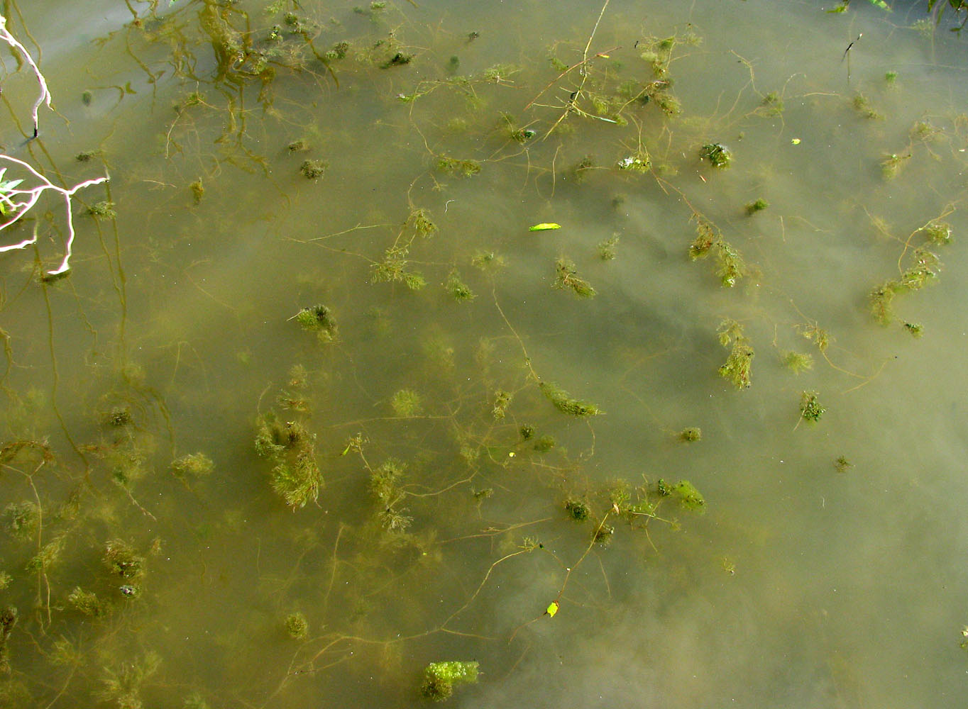 Image of Ceratophyllum kossinskyi specimen.