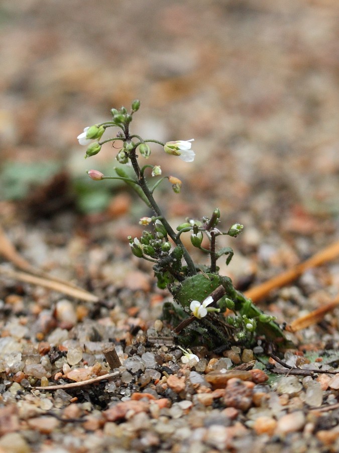 Изображение особи Arabidopsis thaliana.