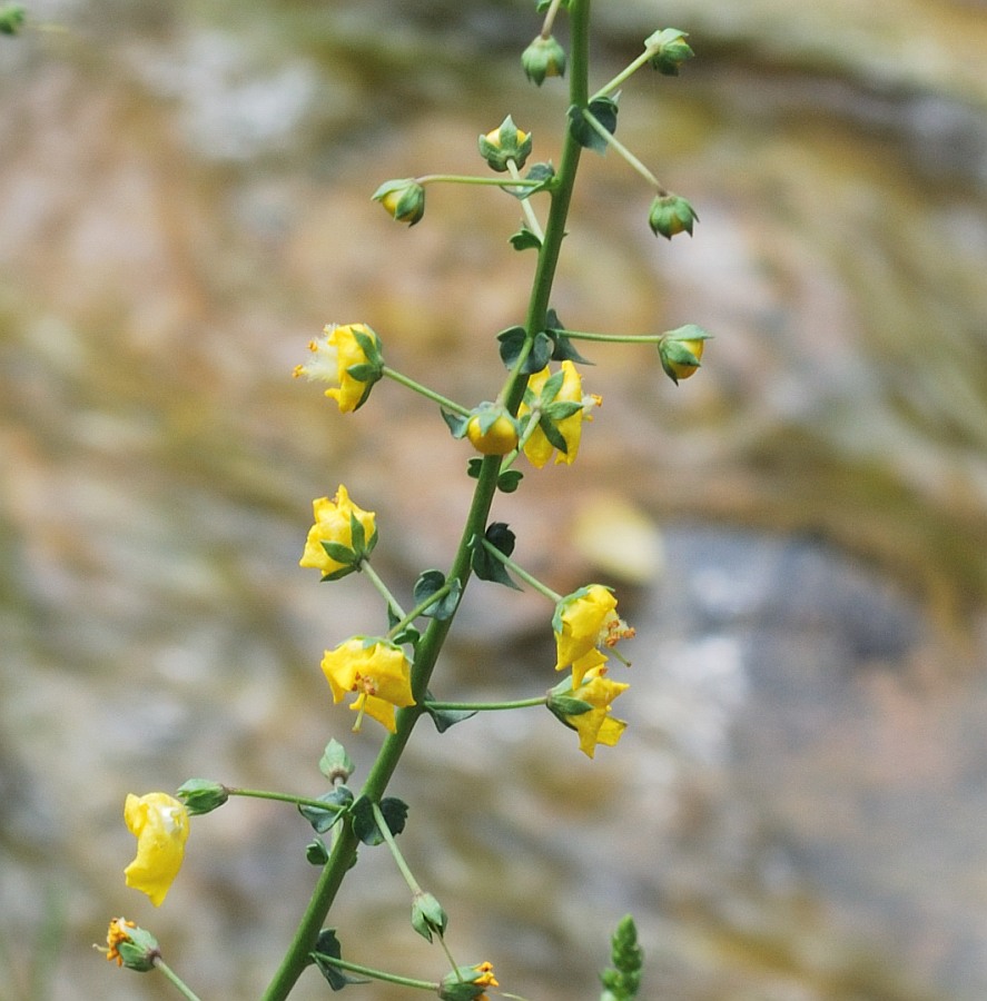 Изображение особи Verbascum agrimoniifolium.