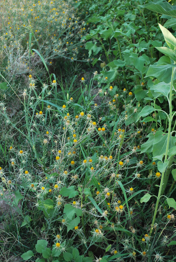 Image of Centaurea solstitialis specimen.