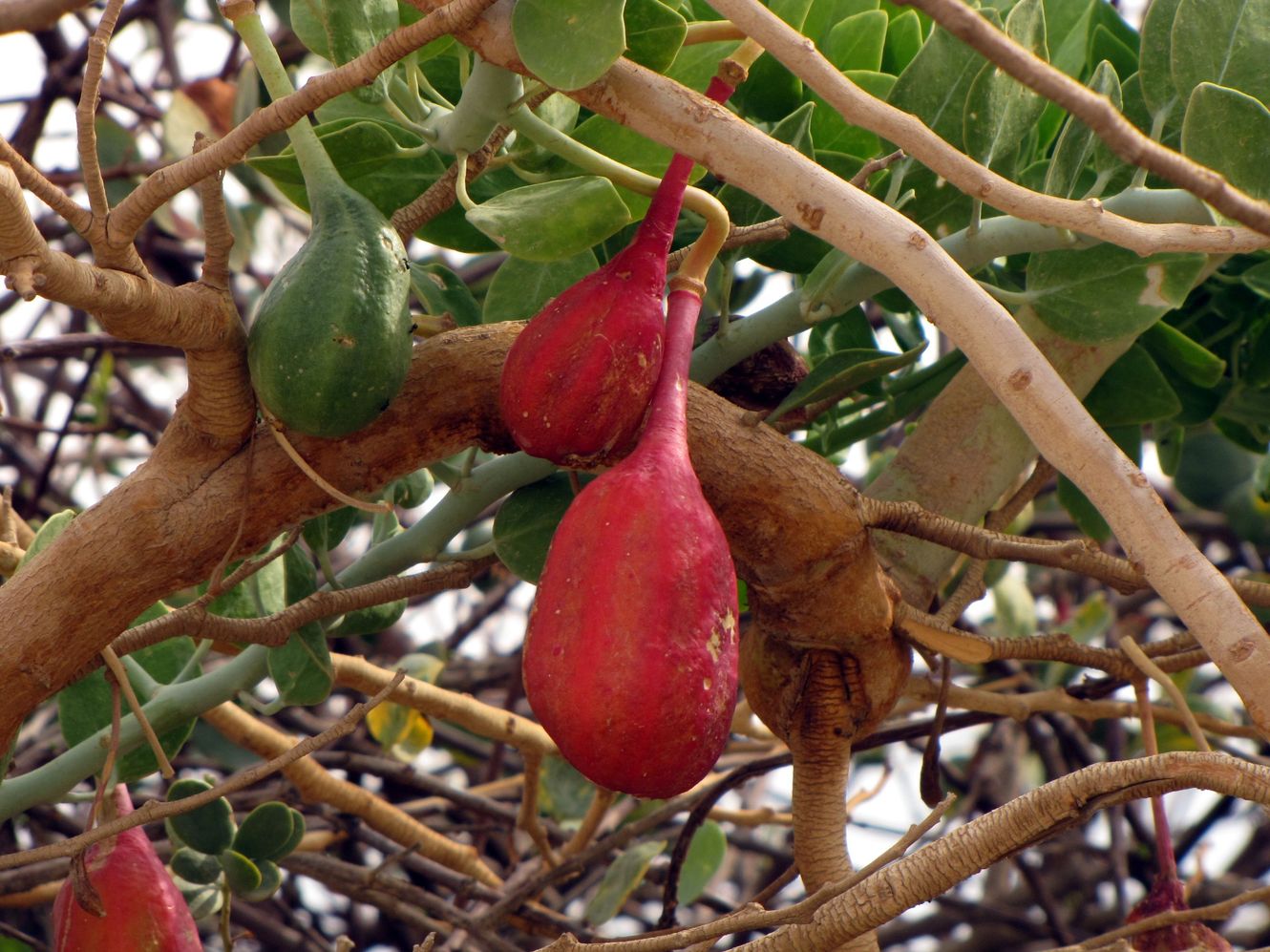 Image of Capparis cartilaginea specimen.