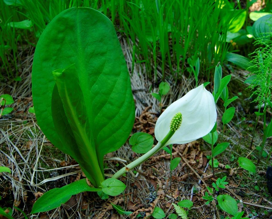 Изображение особи Lysichiton camtschatcensis.