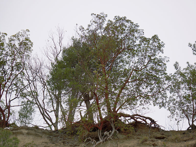 Image of Arbutus andrachne specimen.