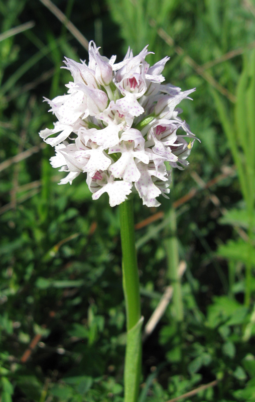 Image of Neotinea tridentata specimen.