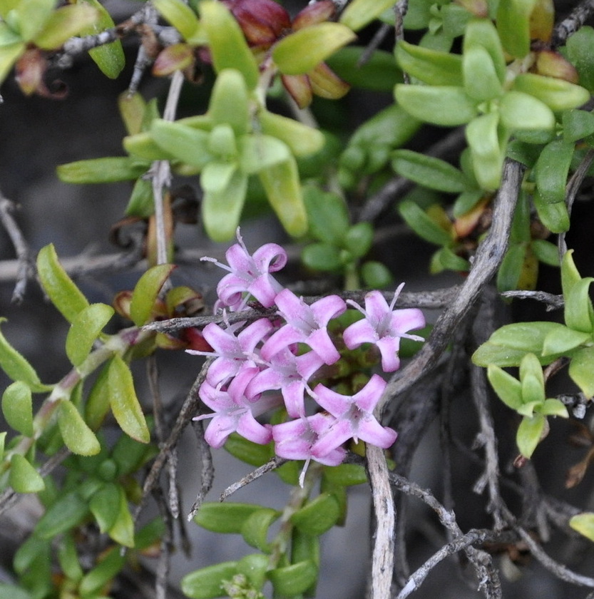 Image of Putoria calabrica specimen.