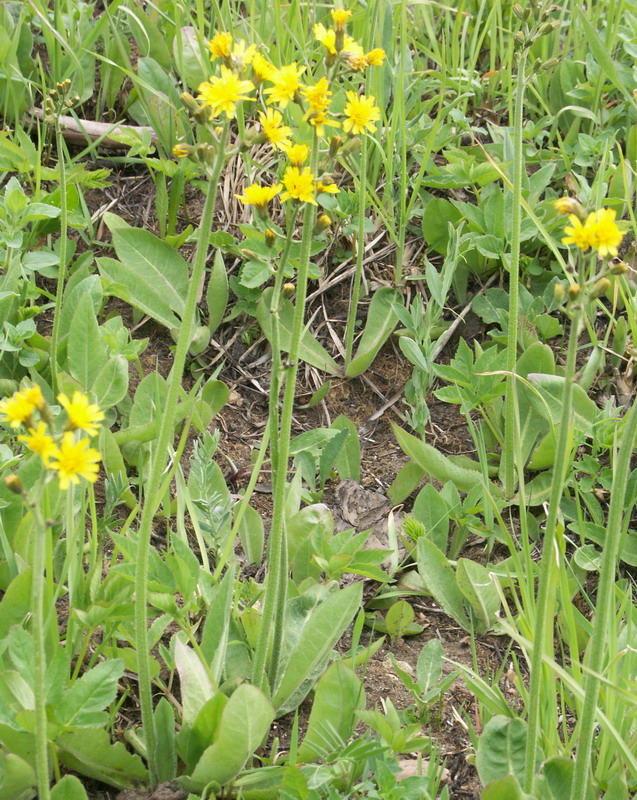 Image of Crepis praemorsa specimen.