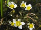 Ranunculus circinatus. Цветки. Татарстан, Бавлинский р-н, старица. 16.07.2013.