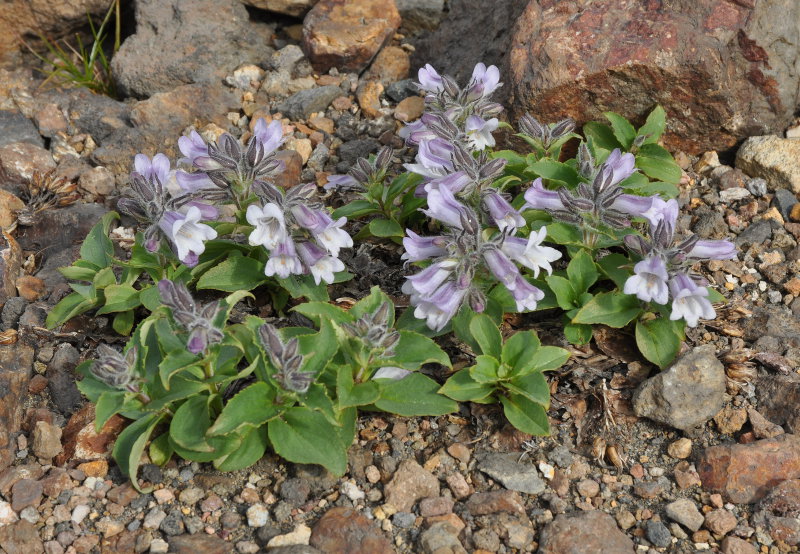 Image of Pennellianthus frutescens specimen.