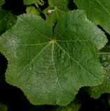 Alcea rosea