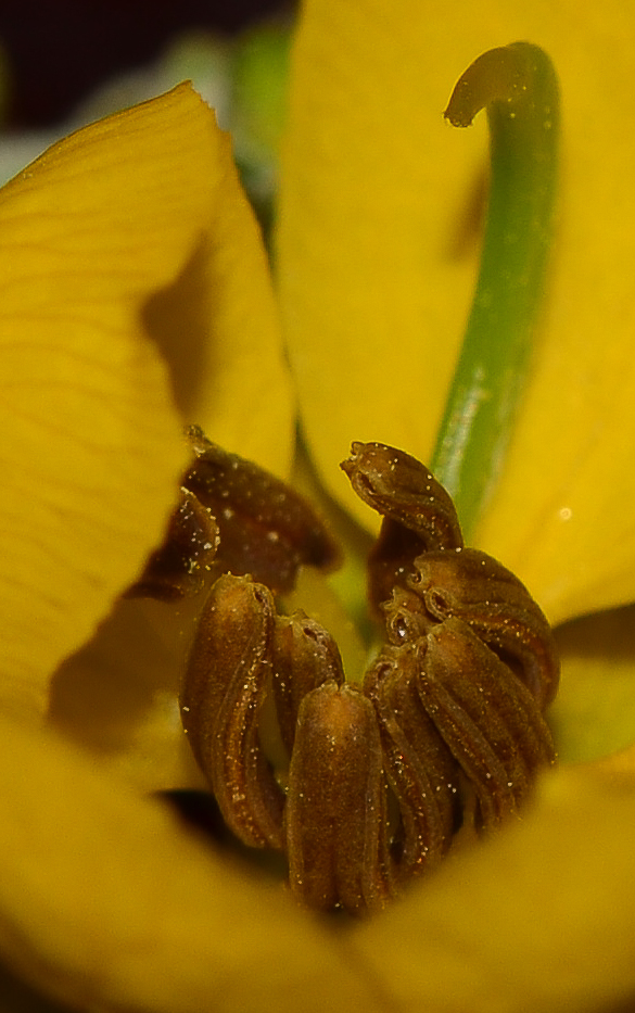 Image of Senna artemisioides specimen.