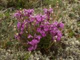 Pedicularis amoena. Цветущее растение в горной тундре. Иркутская обл., Слюдянский р-н, водораздел между р. Большая Быстрая и Малый Салбак. 04.07.2012.