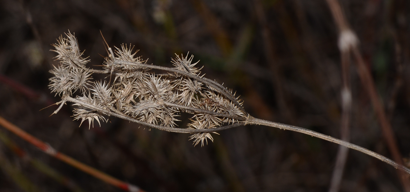 Изображение особи Daucus glaber.