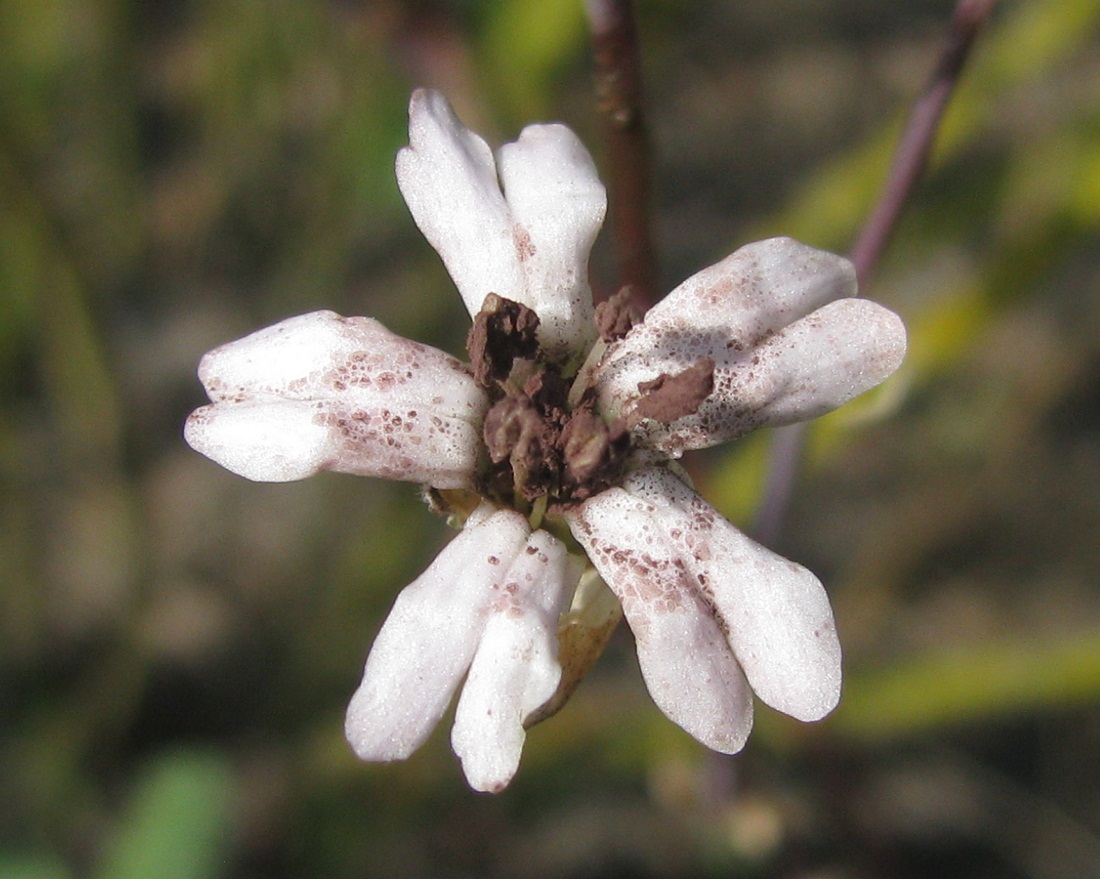 Изображение особи Silene bupleuroides.