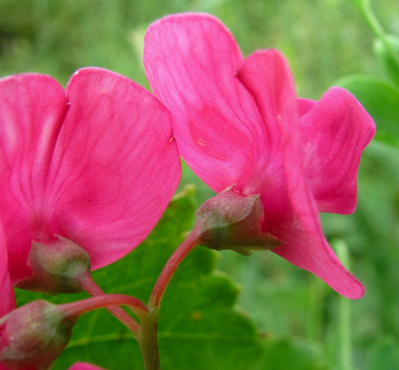 Image of Lathyrus tuberosus specimen.