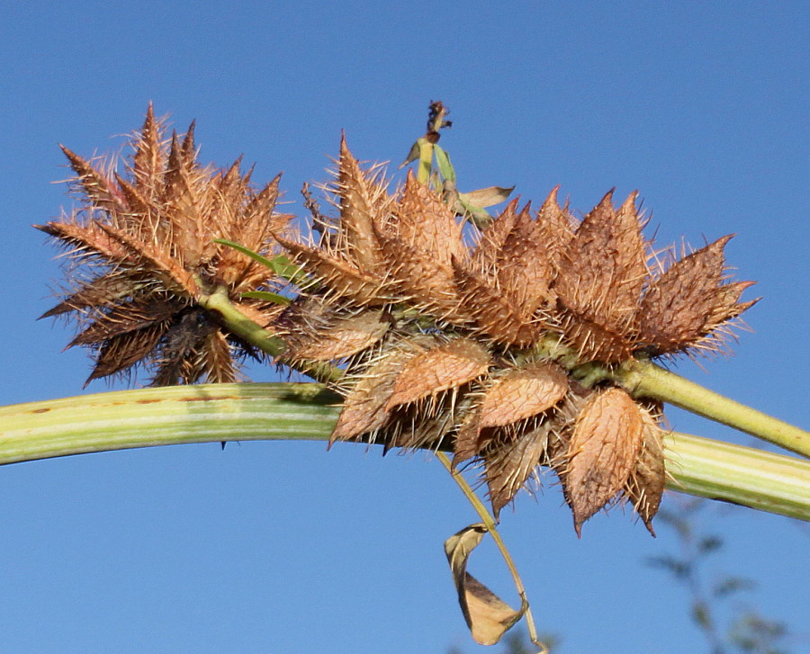 Изображение особи Glycyrrhiza echinata.