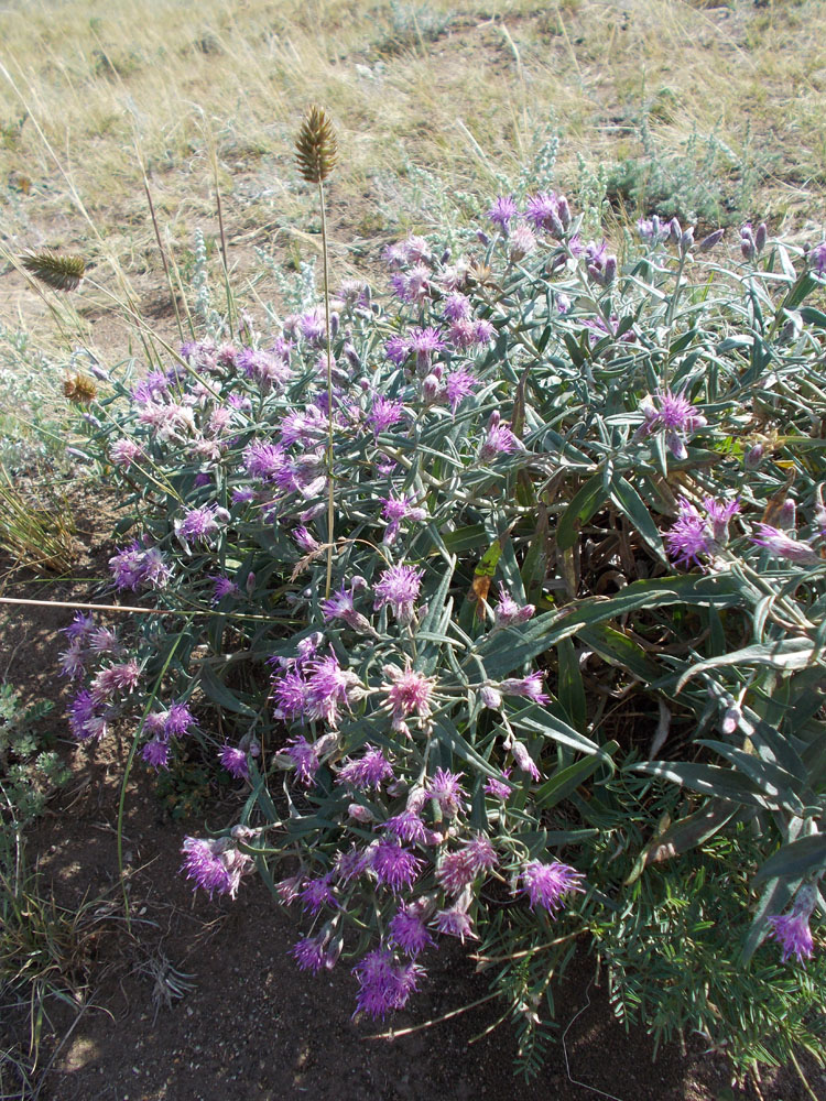 Image of Saussurea salicifolia specimen.