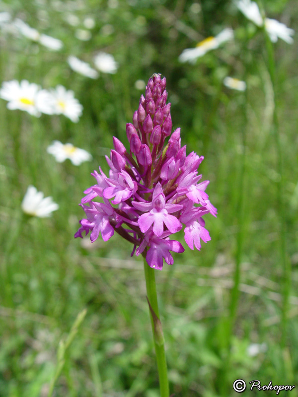 Image of Anacamptis pyramidalis specimen.