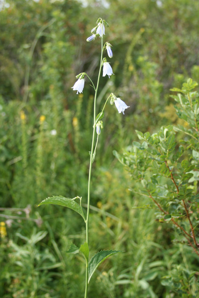 Изображение особи Adenophora liliifolia.