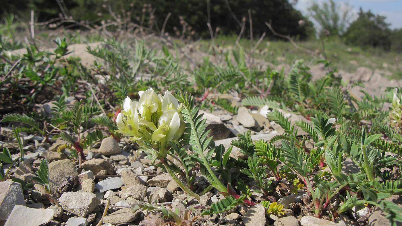 Изображение особи Astragalus resupinatus.