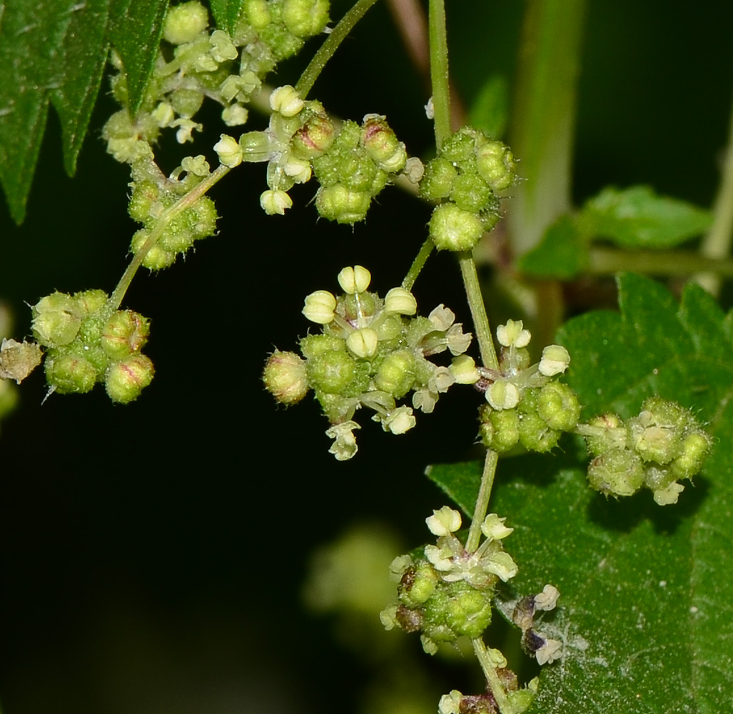 Image of Urtica pilulifera specimen.