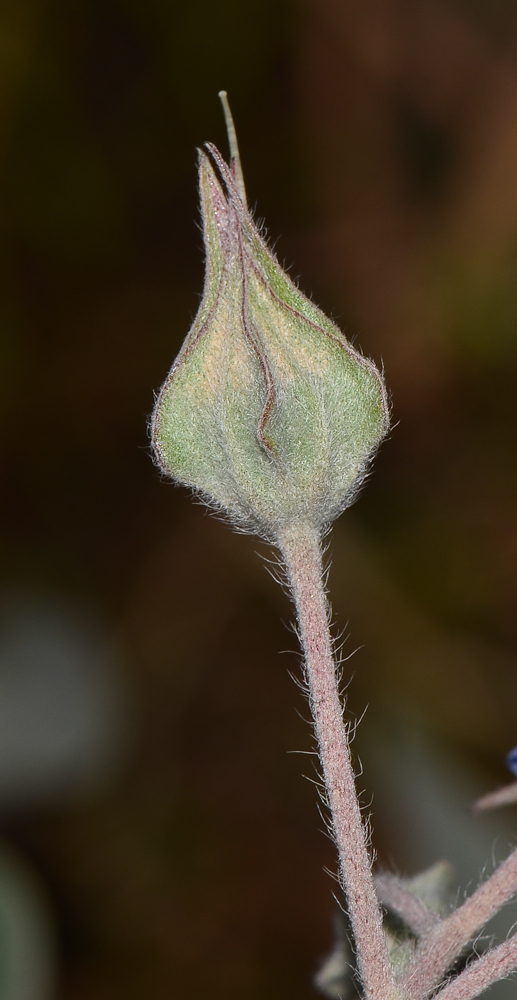 Image of Trichodesma boissieri specimen.