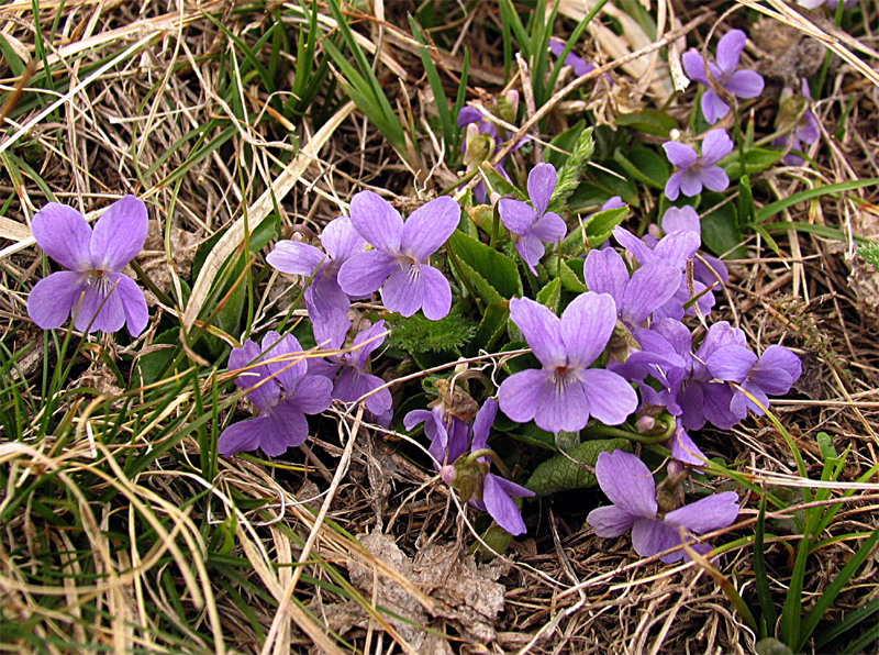 Image of Viola hirta specimen.