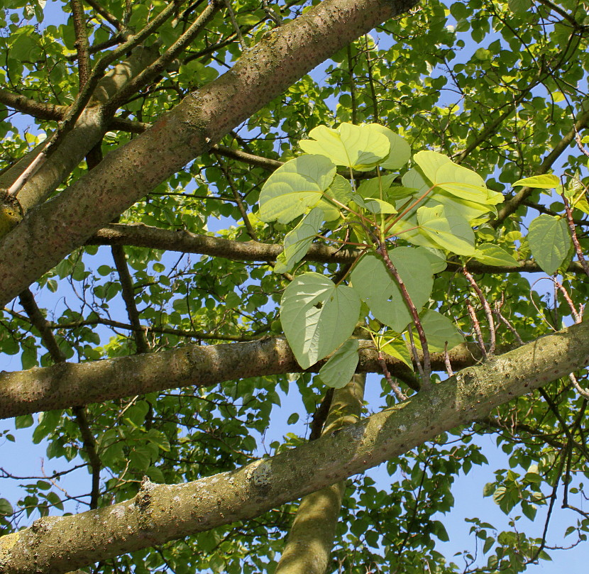 Image of Idesia polycarpa specimen.