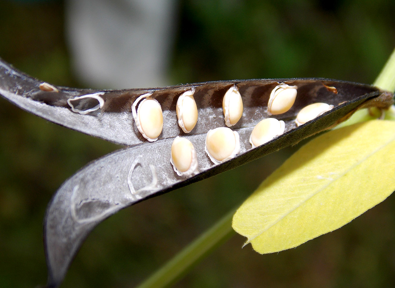 Image of Vicia grandiflora specimen.