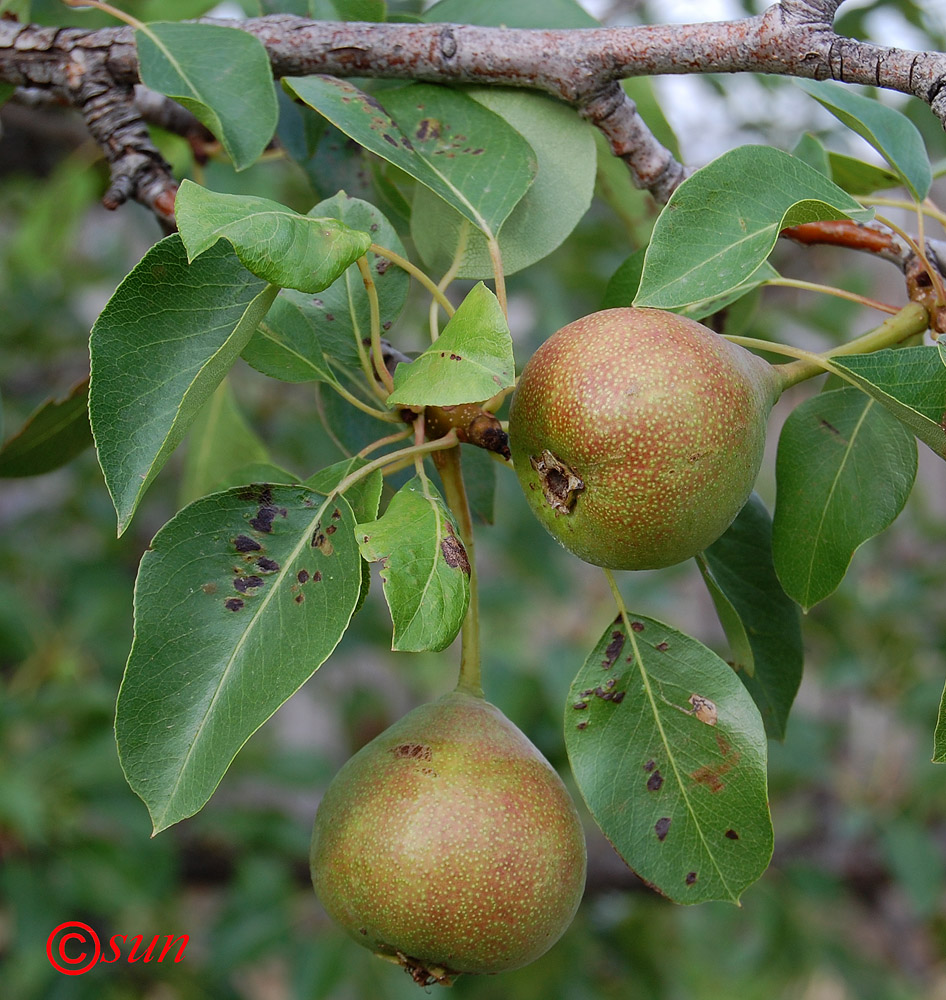 Изображение особи Pyrus communis.