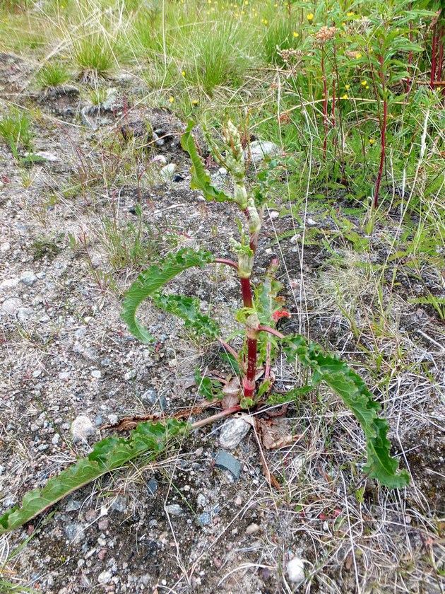 Image of Rumex longifolius specimen.