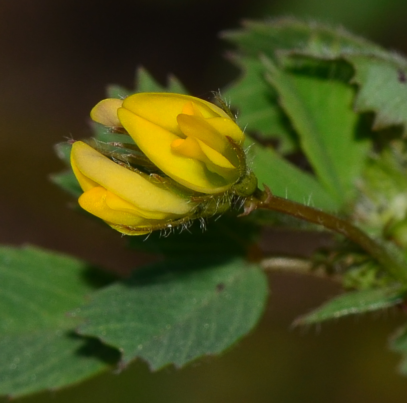 Image of Medicago littoralis specimen.