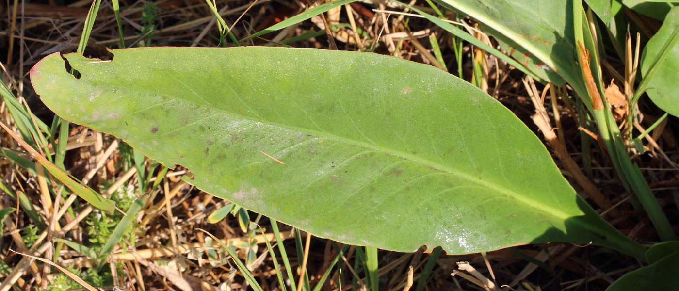 Image of genus Limonium specimen.