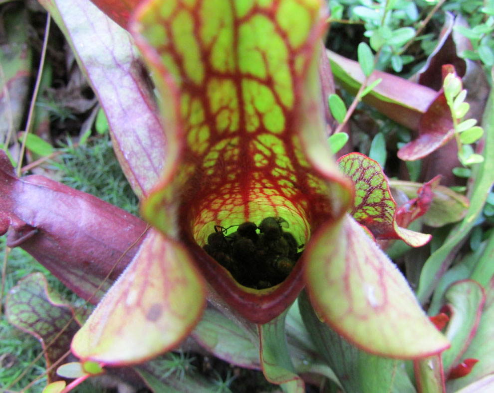 Image of Sarracenia purpurea specimen.