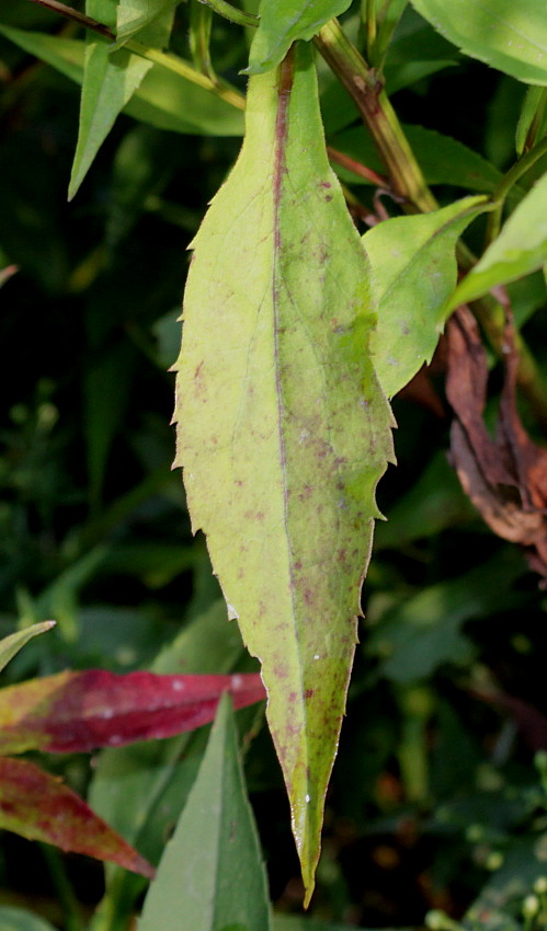 Изображение особи Symphyotrichum cordifolium.