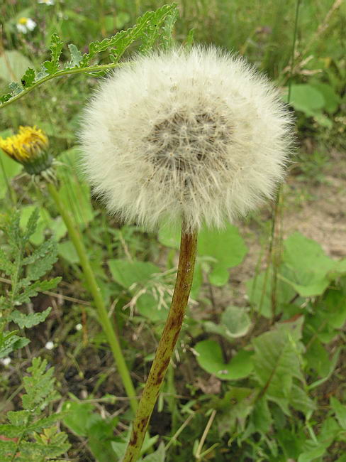 Image of Taraxacum officinale specimen.