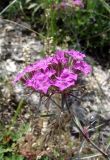 Dianthus pseudarmeria