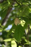 Staphylea trifolia. Плод. Узбекистан, г. Ташкент, Ботанический сад им. Ф.Н. Русанова, 22.08.2009.