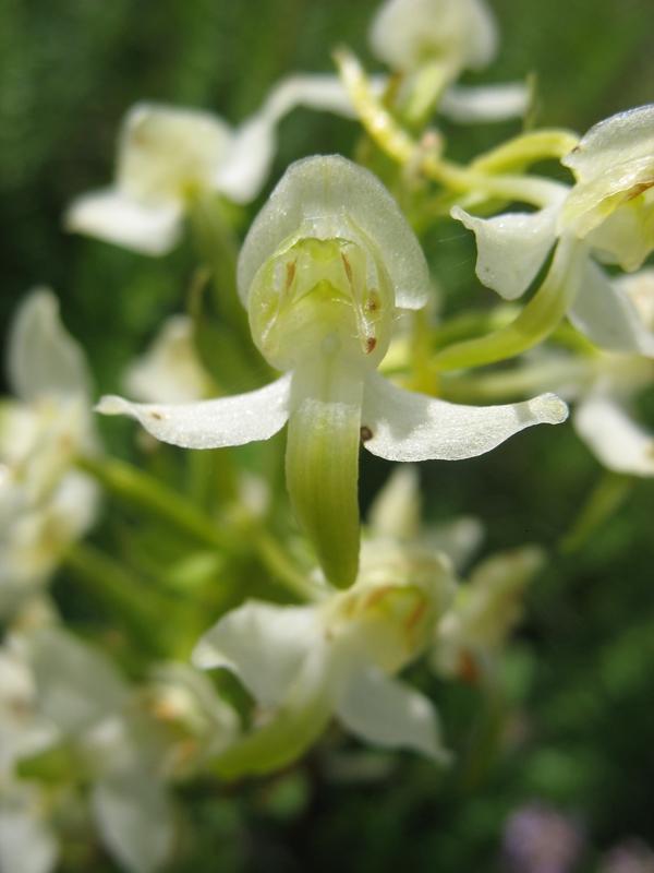 Изображение особи Platanthera chlorantha.