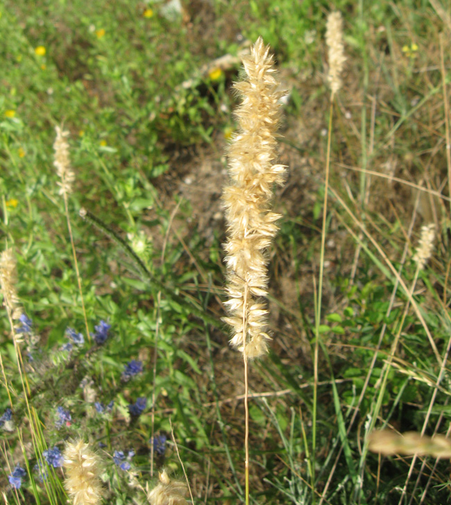 Image of Melica taurica specimen.